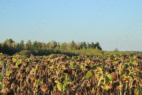 A wide field with rows of plants, possibly sunflowers, stretching toward a distant tree line, capturing the open, agricultural landscap	
