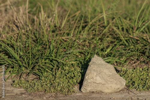 A patch of grass with a small rock resting on the ground, set against a natural backdrop. The uneven texture and earthy tones highlight simplicity in nature	
