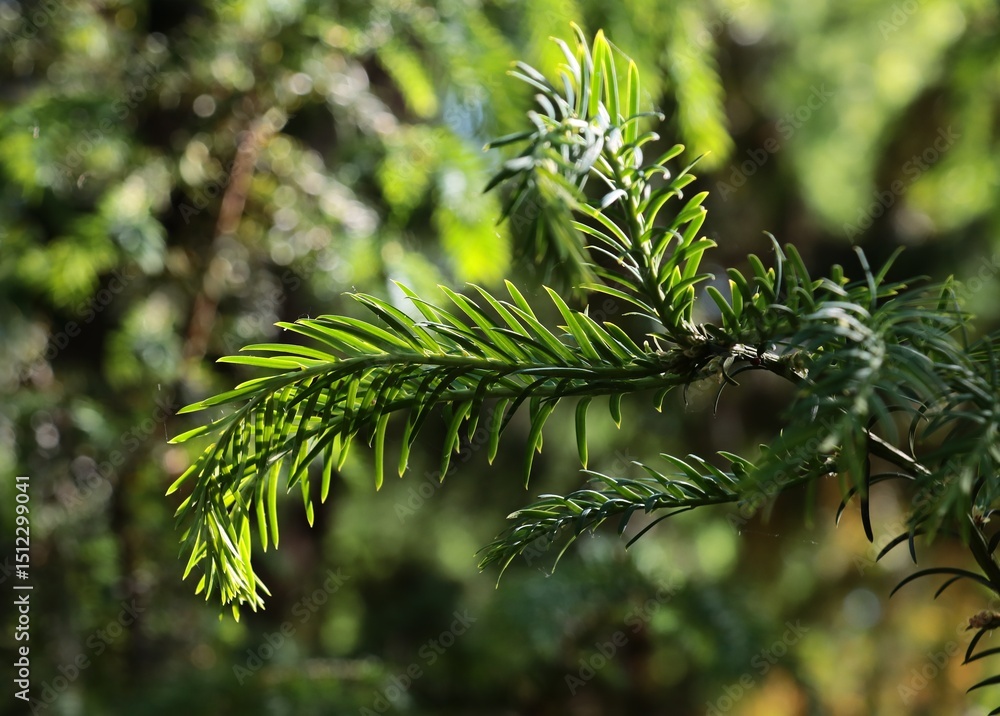 Naklejka premium twigs of spruce coniferous tree close up