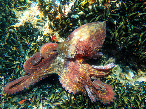 Fotografie Octopus underwater (Octopus vulgaris Cuvier) or Common octopus is a cephalopod of Octopodidae family at sea