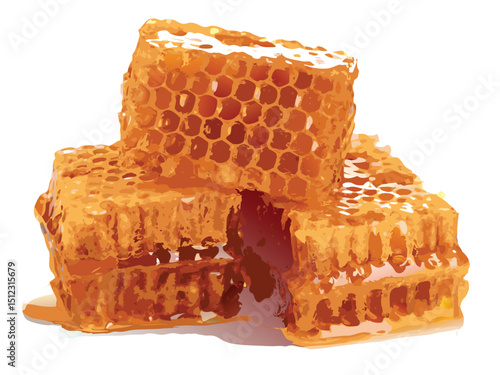 honeycomb and honey vector