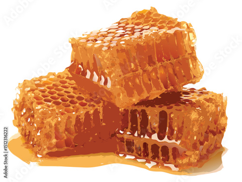 honeycomb with honey vector
