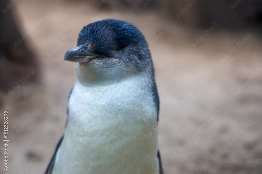 Obraz premium The Fairy penguin or blue penguin is so cute and local animal in phillip island,Australia