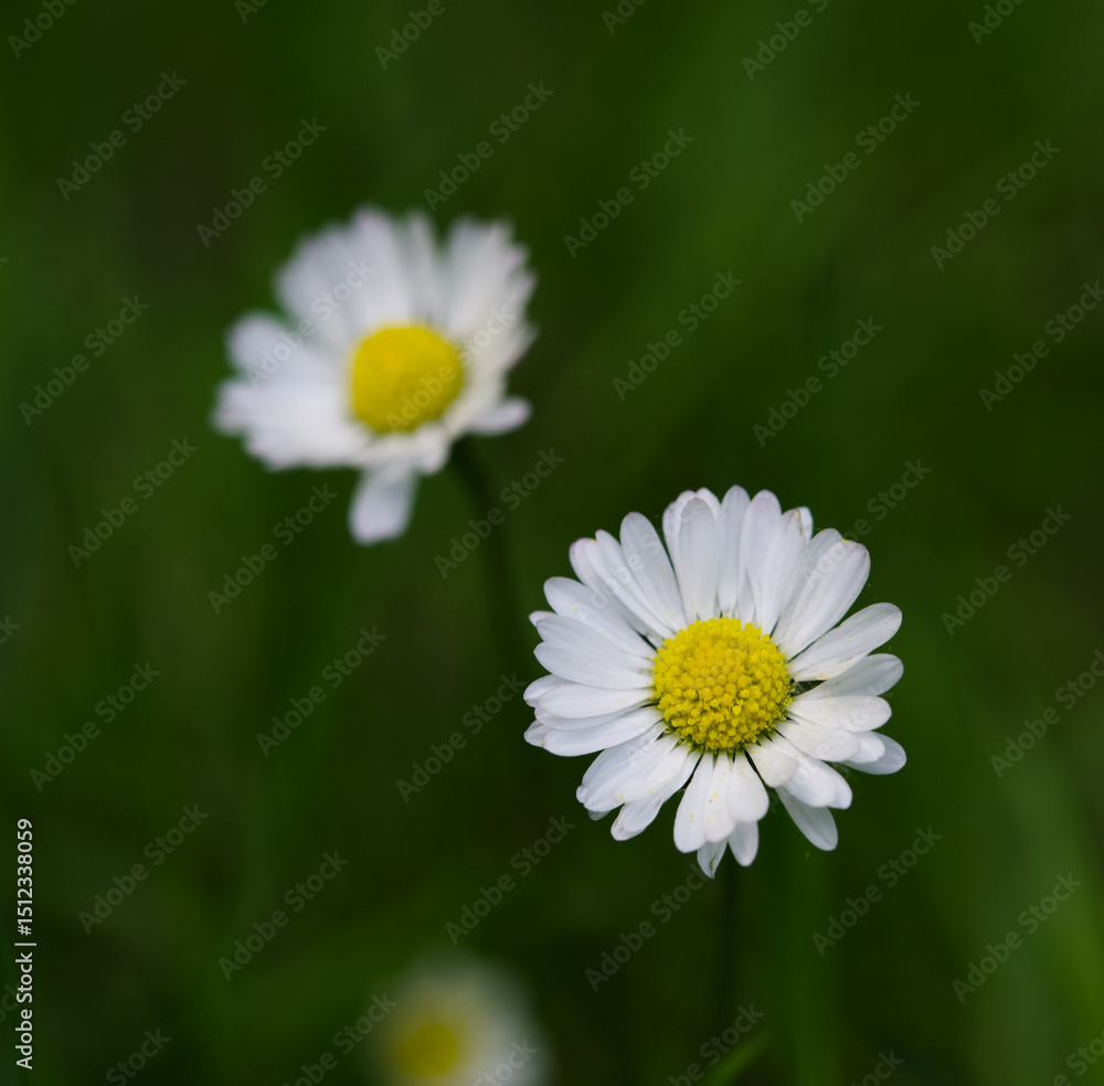 Fototapeta premium Beautiful close-up of bellis perennis