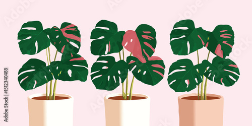 Three lush monstera deliciosa plants, with their distinctive split leaves, displayed in modern pots, evoking a sense of tropical serenity and contemporary botanical style.