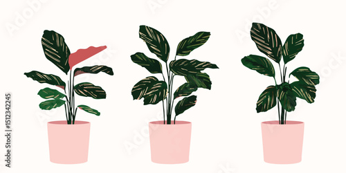 The exquisite arrangement of three decorative potted plants, adding a touch of natural beauty and bringing a sense of harmony to the home.