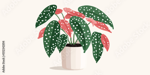 An indoor begonia plant with polka dot leaves is planted in a pot on a plain background, its foliage adding a touch of natural elegance to interior space.