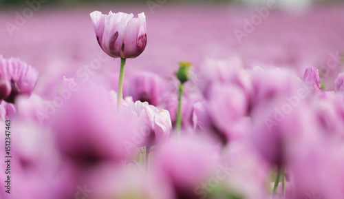 A field full of purple poppies near Erlenbach in Germany, Europe