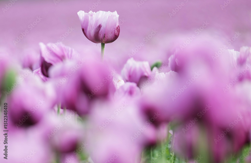 Fototapeta premium A field full of purple poppies near Erlenbach in Germany, Europe