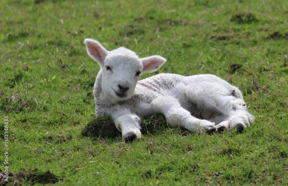 baby lamb baby lamb