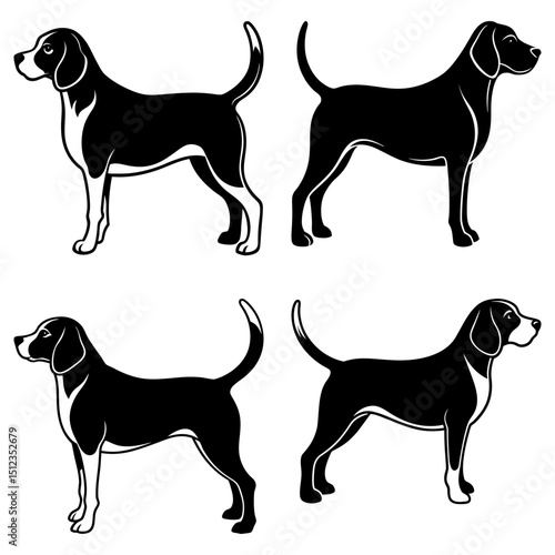 Four beagle dogs in black and white standing in various poses with their tails curled up and alert posture