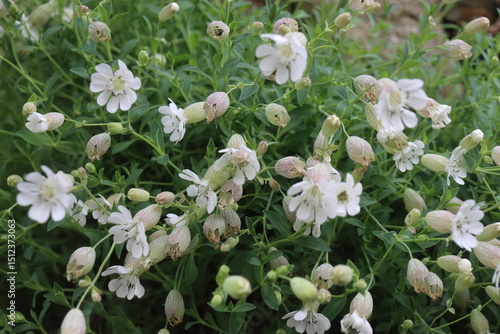 lepnica zwarta Druett's Variegated Silene uniflora