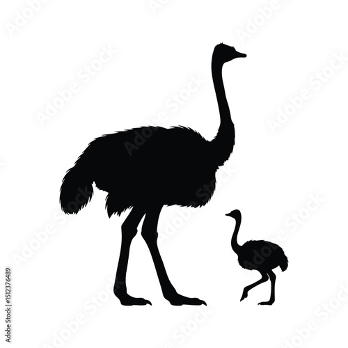ostrich vector illustration