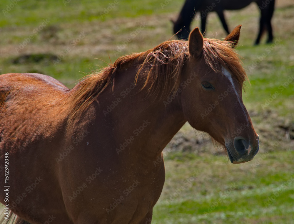 Fototapeta premium Russia. The South of Western Siberia, the Altai Mountains. Portrait of a young bay stallion grazing peacefully in a mountain pasture.
