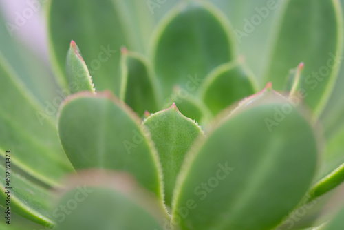 Close-up of succulent plant showing intricate details and vibrant green color