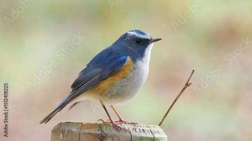 森の中で周りを見渡しているルリビタキの雄