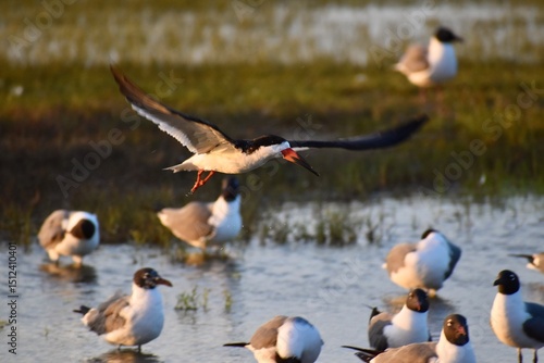 Canvas Print Black skimmer in flight