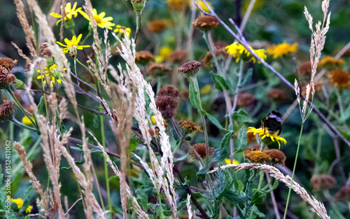 yellow flowers in the grass