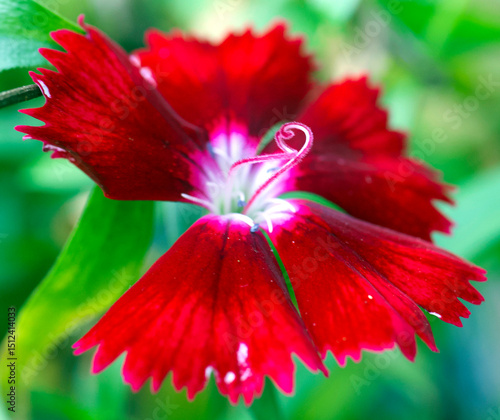 red hibiscus flower