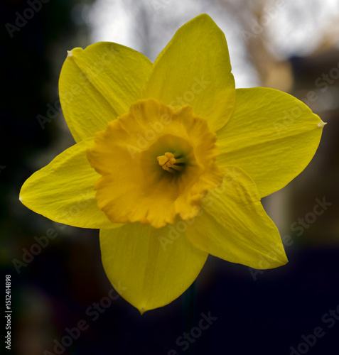 yellow daffodil flower