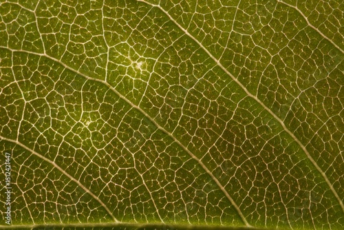 sunlight through a leaf