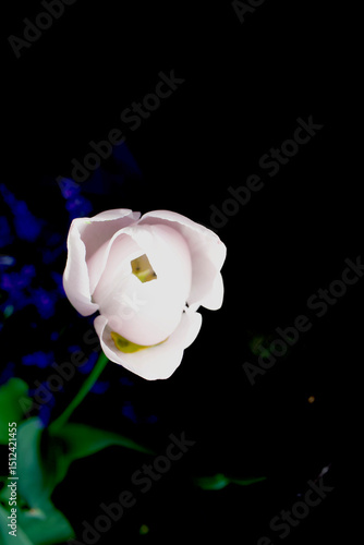 white tulip starting to open