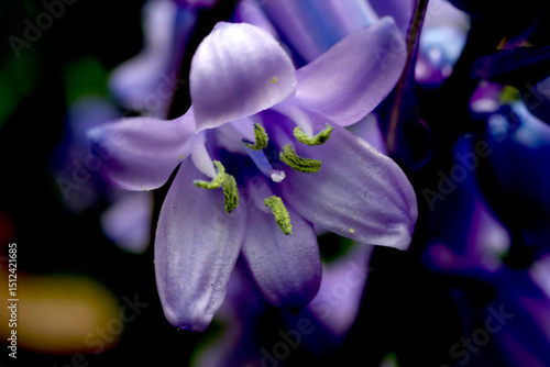 bluebell flower closeup