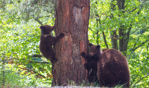 Bear family in Romania, on the Transfagarasan Highway.