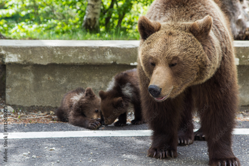 Fototapeta premium Young bears playing, in Romania