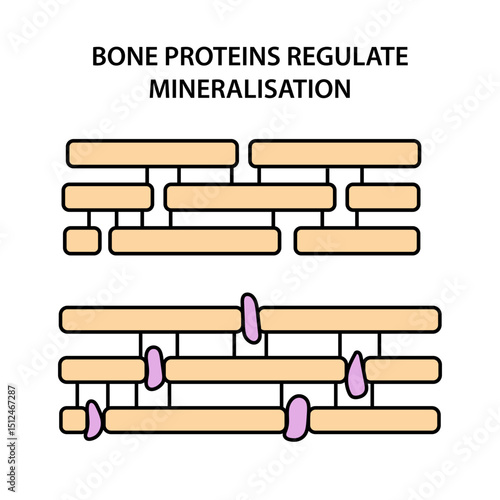  BONE PROTEINS REGULATE MINERALISATION.