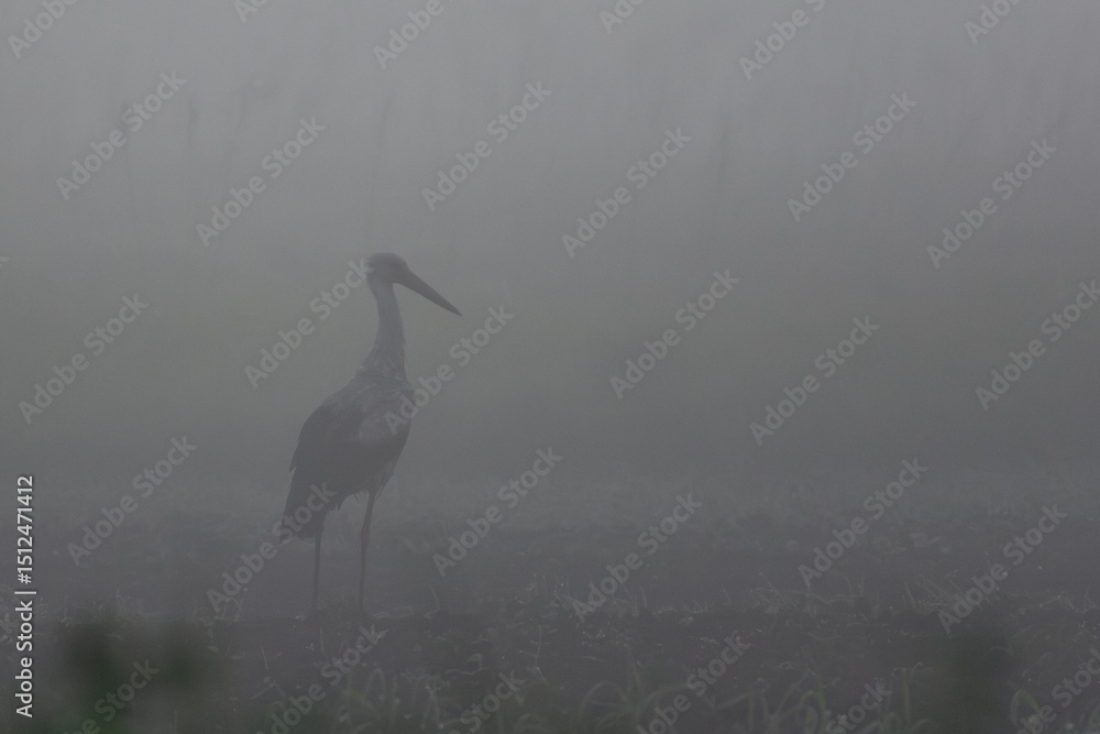 Fototapeta premium white stork in the field