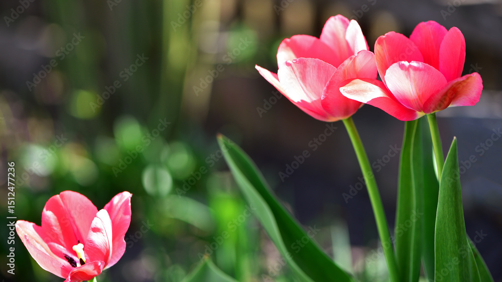 Fototapeta premium red tulips. spring flowers. Red tulip flowers bloomed in spring. for women's day. blooming flowerbed. Bright red tulips field. Close up bottom view Sunny day. beauty of nature. natural background