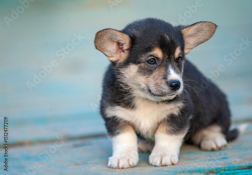 Cute Welsh corgi pembroke p...