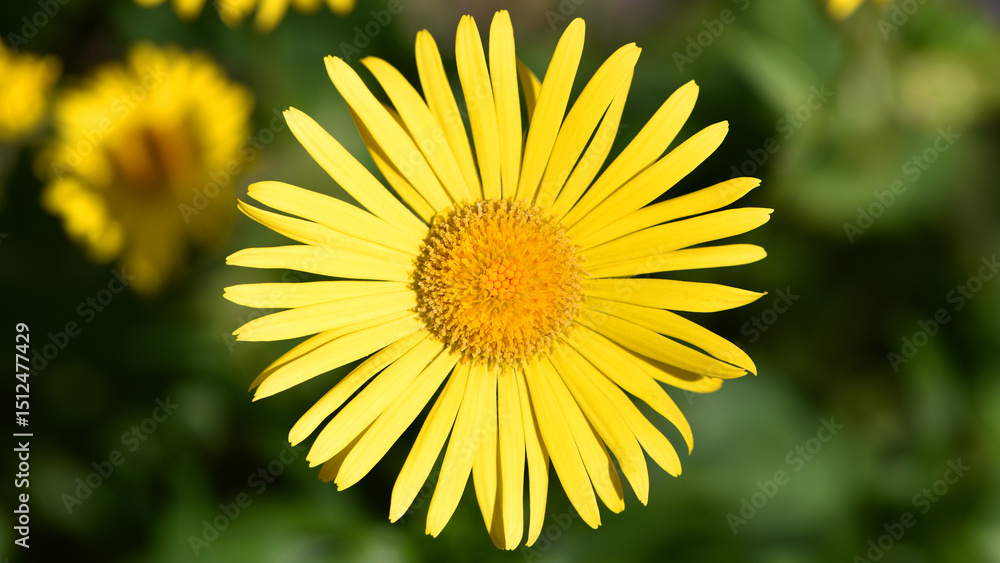 Obraz premium Doronicum orientale. yellow chamomile flowers close up. top view. Yellow flowers with long petals. a flowering flower bed in spring or summer. blooming season, wild flower, beauty in nature