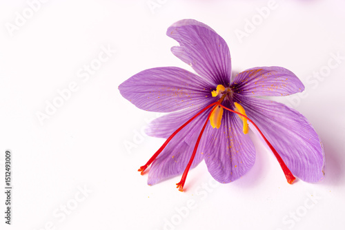 Botanical detail of the parts of the saffron flower