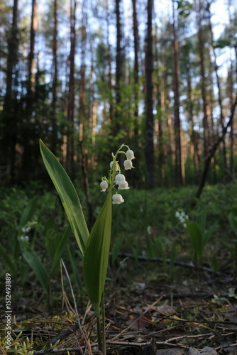 Lily of the valley. End of May