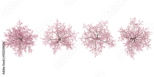 set of Cherry blossom trees on transparent background from the top view