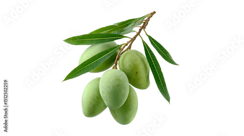 Wallpaper Mural Green Mangoes on Branch Fresh Fruit Harvest Nature Torontodigital.ca