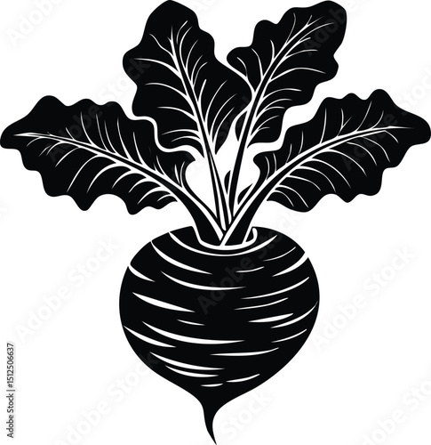 Kohlrabi with Leaves Silhouette | Natural Black Art for Vegan Illustration Vector