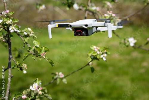 Small Flying Quadcopter Drone in flight mode with camera outdoor in spring cherry apple blossom garden