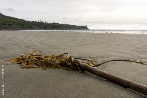 seaweed on beach