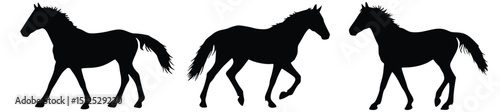 Silhouette Horses in Motion: Three elegant horses, captured in dynamic silhouette, move gracefully against a soft, ethereal backdrop. They embody the power and grace of these magnificent animals.