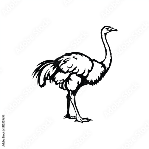 Ostrich illustration vector drawing black and white outline image graphic design animal bird wildlife africa zoo emu