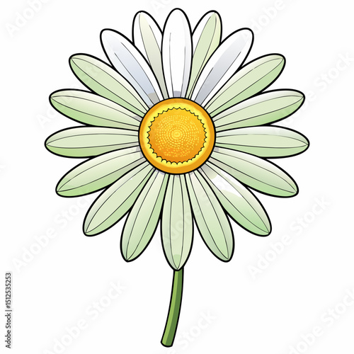 camomile on a white background
