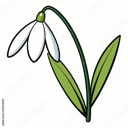 snowdrops isolated on white background