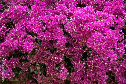 Vibrant Pink Bougainvillea Blossoms in Full Bloom Covering a Garden Wall