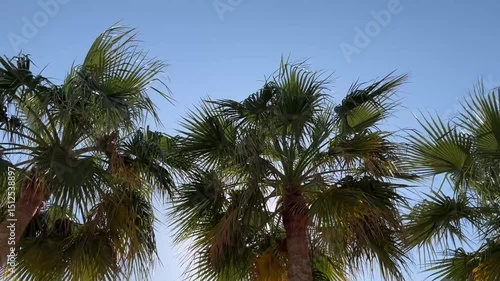 Wallpaper Mural palm trees on the beach in Doha, Qatar Torontodigital.ca