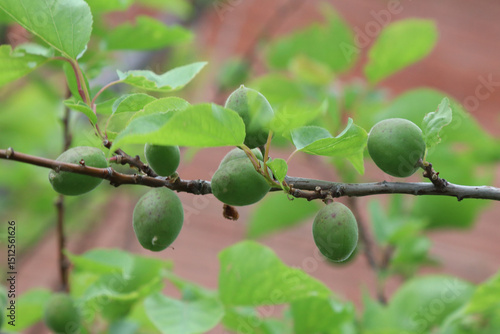A branch with green apricot fruits. Harvest. Spring. Vitamins.