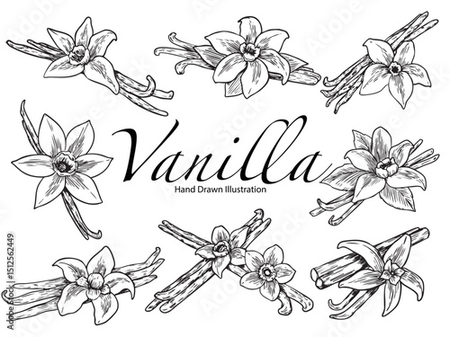 Set of hand drawn vanilla plant outline drawing illustration