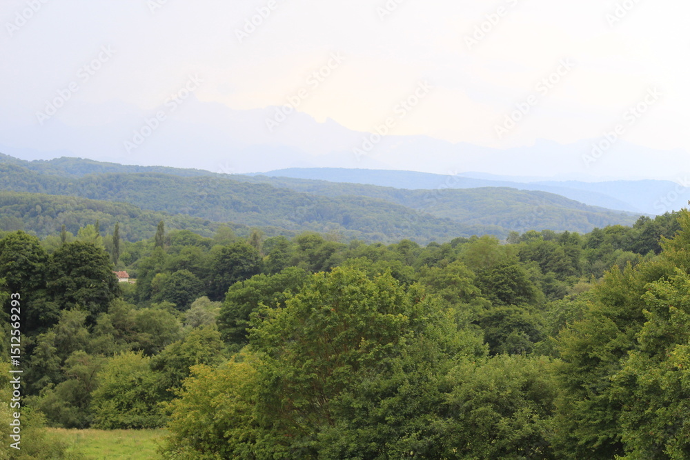 Obraz premium green forests against the backdrop of the Caucasus Mountains in the fog
